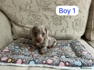 Dachshund dogs Dachshund - Advert 3