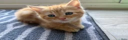 British Shorthair cats for sale: Beautiful ginger striped kittens in Polegate - Advert 3