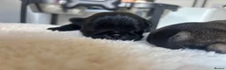 Pug dogs for sale: 🐾 Stunning Pug puppies 🐾 in Wigan - Advert 4