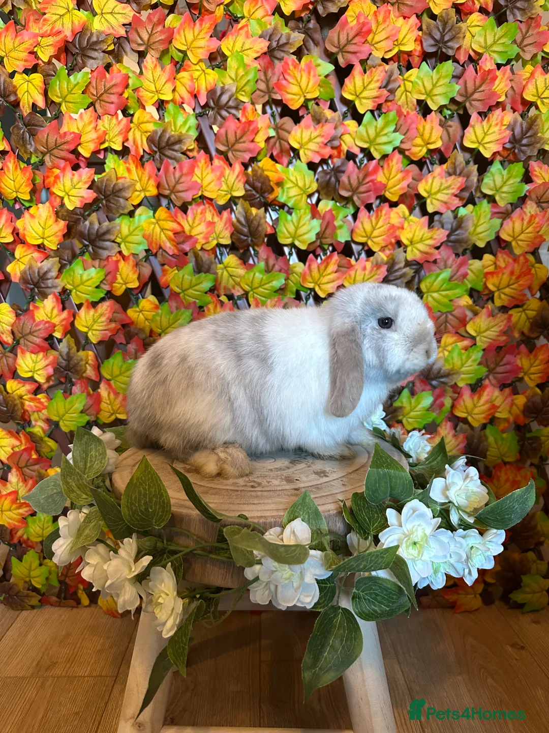 Mini Lop rabbits for sale: Minilop doe 🩶 - Advert 2