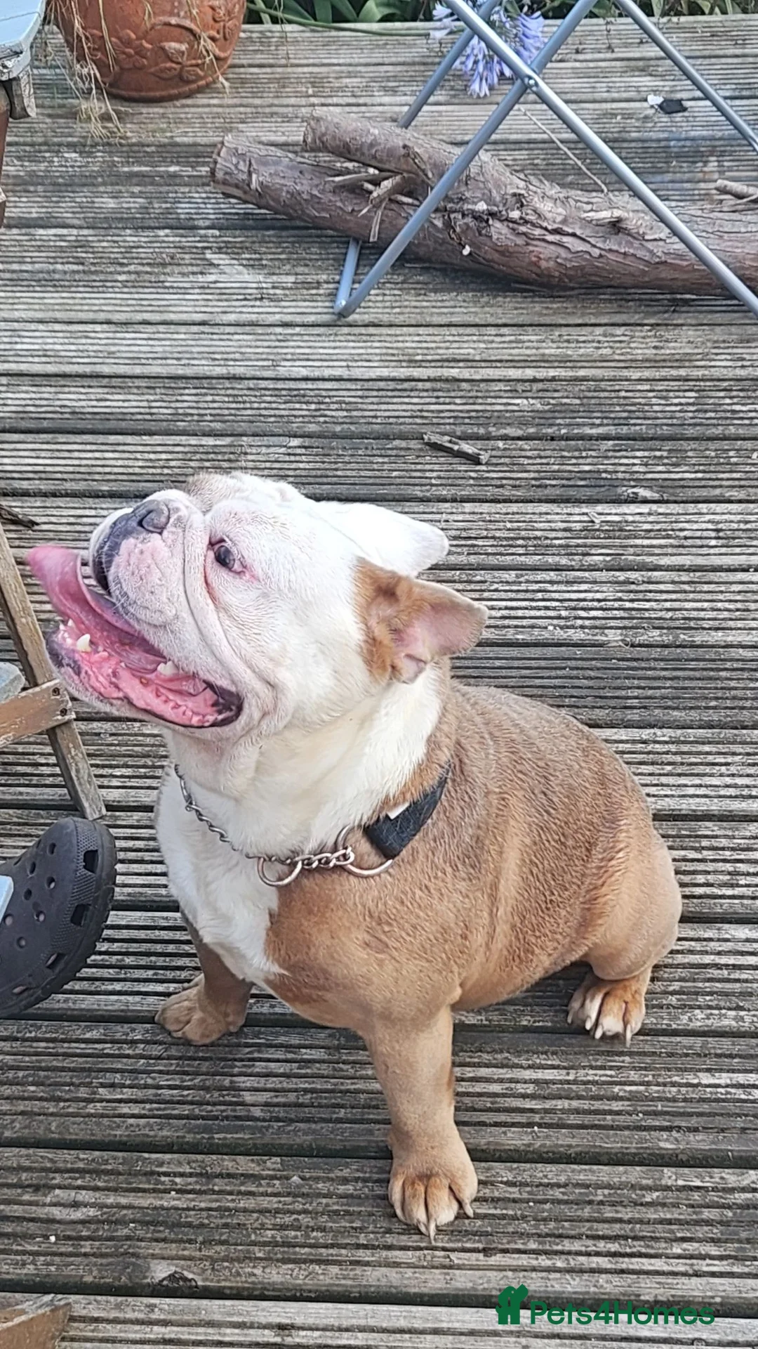 English Bulldog dogs for sale: 3 year old Male English Bulldog in Milford Haven - Advert 4
