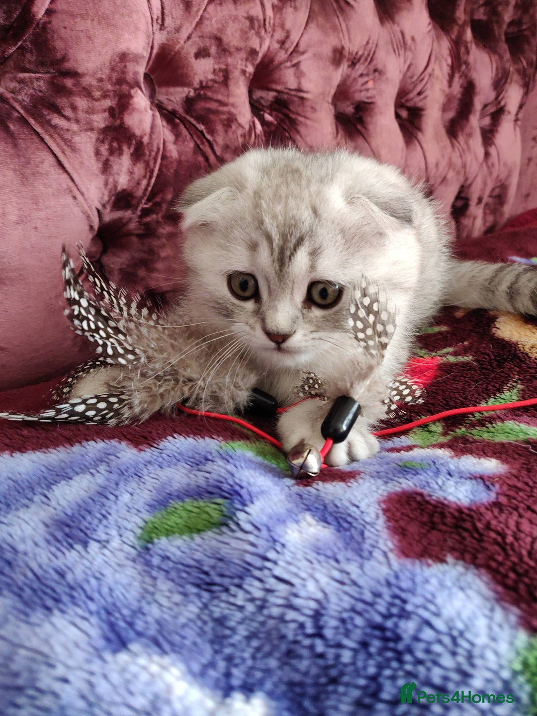 Scottish Fold cats for sale: Scottish Fold kitten  - Advert 7