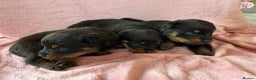Rottweiler dogs for sale: 🤎🖤🦍 KC REGISTERED 5 ⭐️ BREEDER - Advert 16