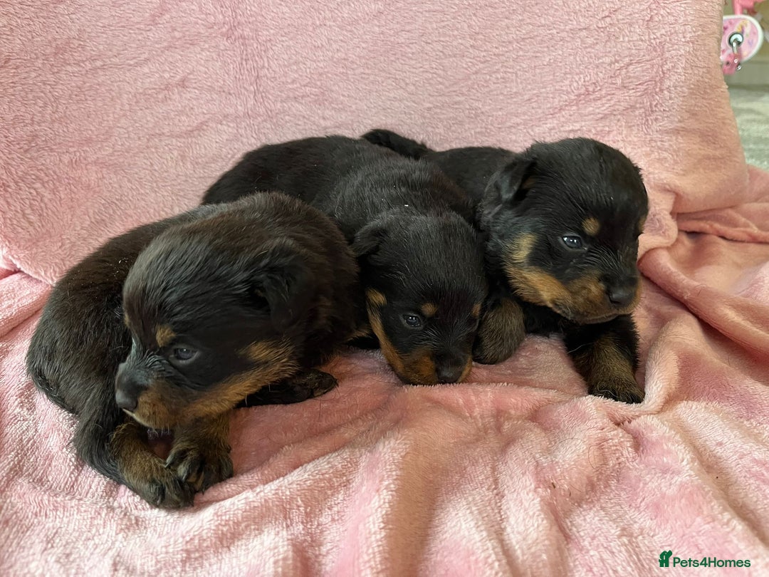Rottweiler dogs for sale: 🤎🖤🦍 KC REGISTERED 5 ⭐️ BREEDER - Advert 16
