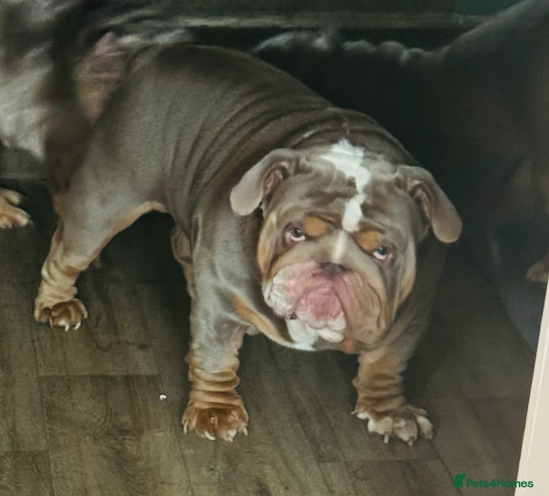 English Bulldog dogs for stud: FOR STUD 🔥Lilac tan tri english bulldog  in Wakefield - Advert 2