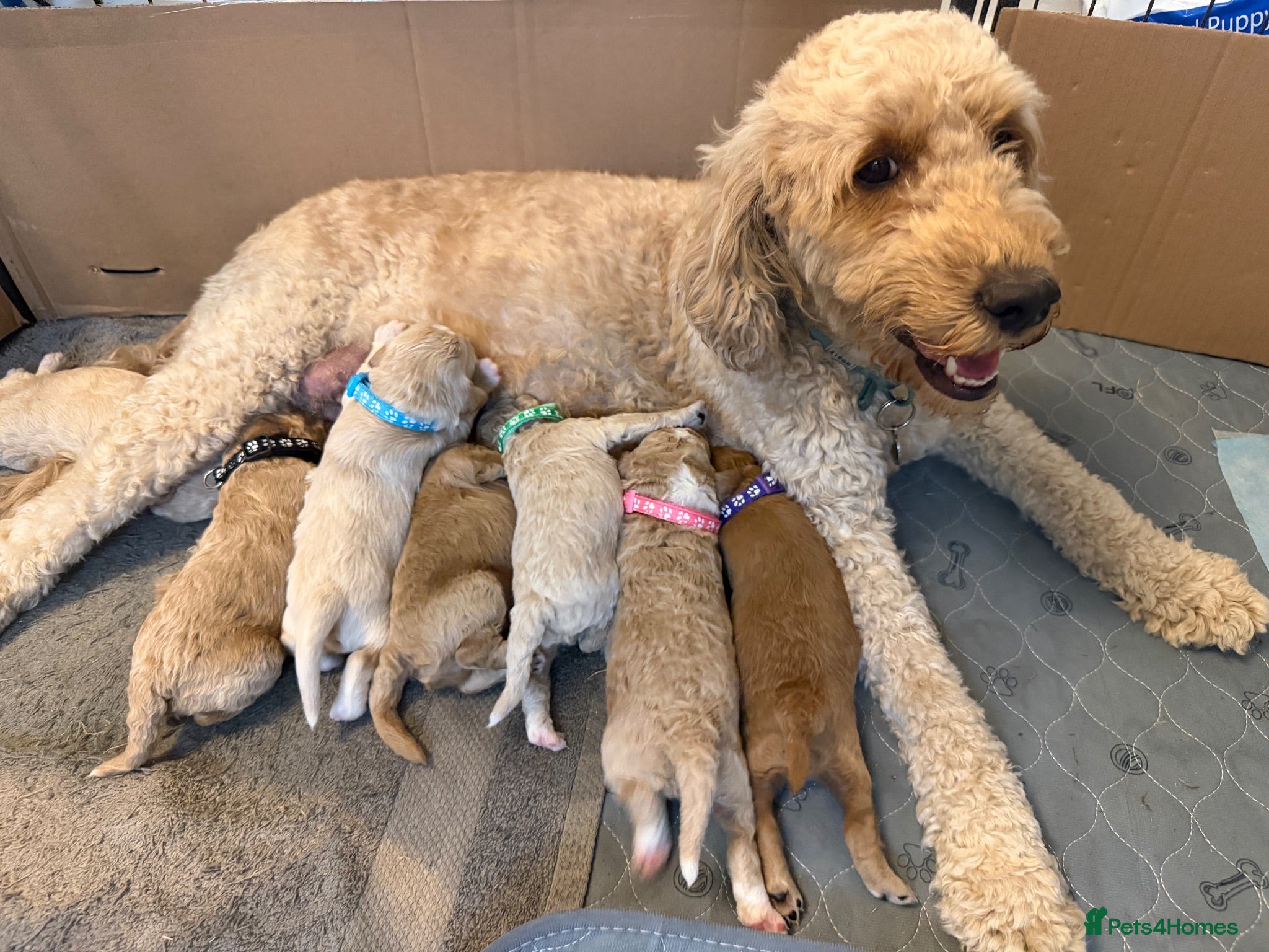 Mixed Breed dogs 🐾 Australian Double Doodle Puppies Expected 🐾 - Advert 1