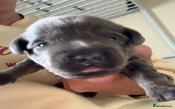 Mixed Breed dogs for sale: French bulldog x daschund - Image 30