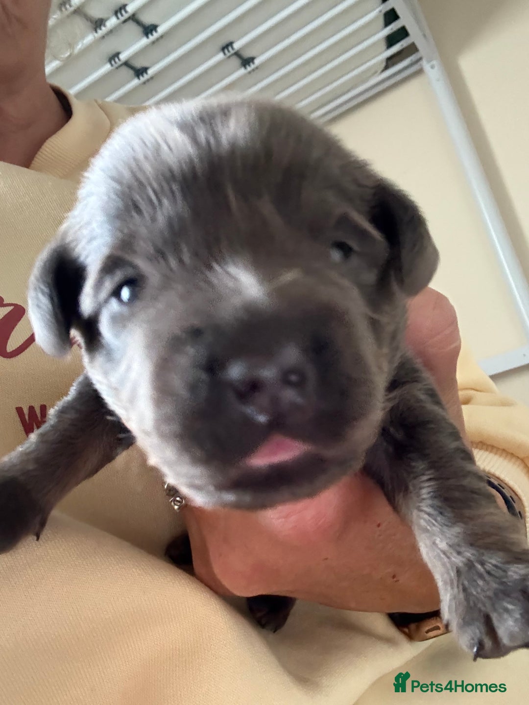 Mixed Breed dogs for sale: French bulldog x daschund - Image 30