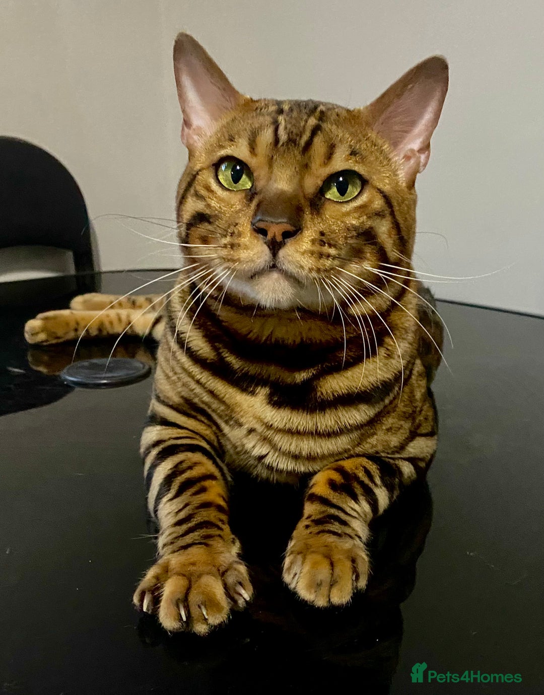Bengal cats for sale: 2xfemale Bengal kittens tica reg full pedigree  - Advert 3