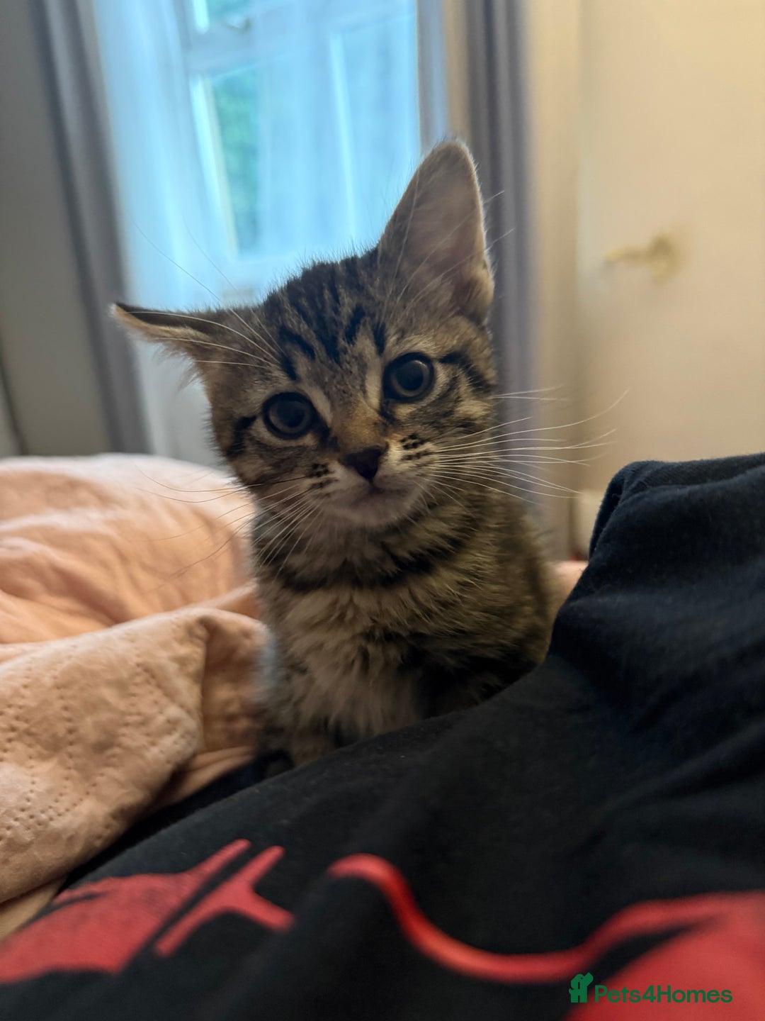 Mixed Breed cats for sale: Mixed breed kitten  - Advert 1