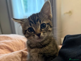 Mixed Breed cats Mixed breed kitten - Advert 1