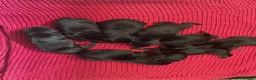 Dobermann dogs for sale: 9 Doberman’s  in Newport - Advert 6
