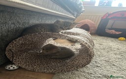 British Shorthair cats for sale: British shorthair kittens  - Image 26