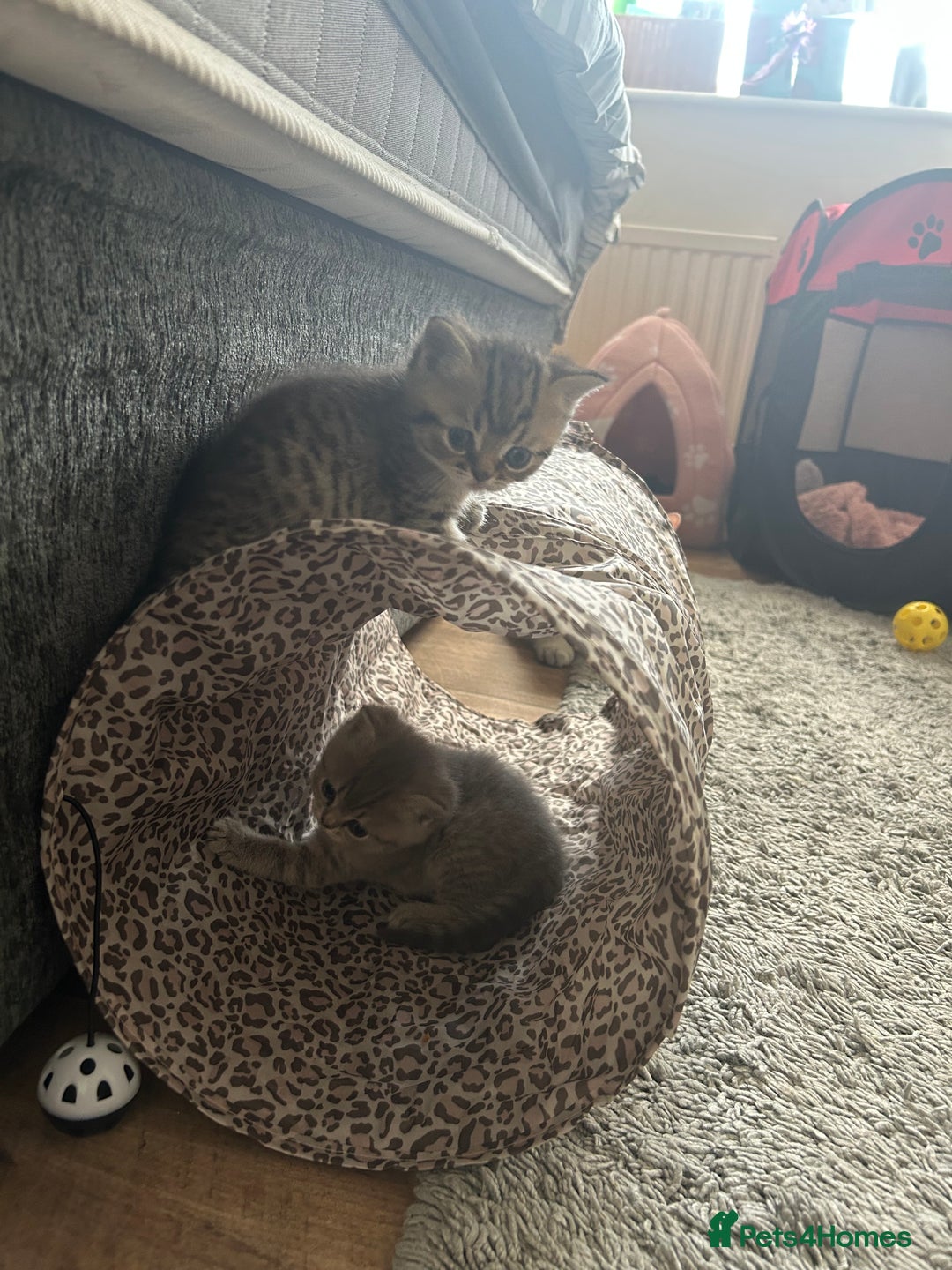 British Shorthair cats for sale: British shorthair kittens  - Image 26
