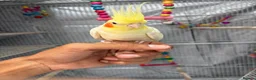 Cockatiels birds for sale: Beautiful Male hand tame cockatiel & huge cage in Bexleyheath - Advert 2