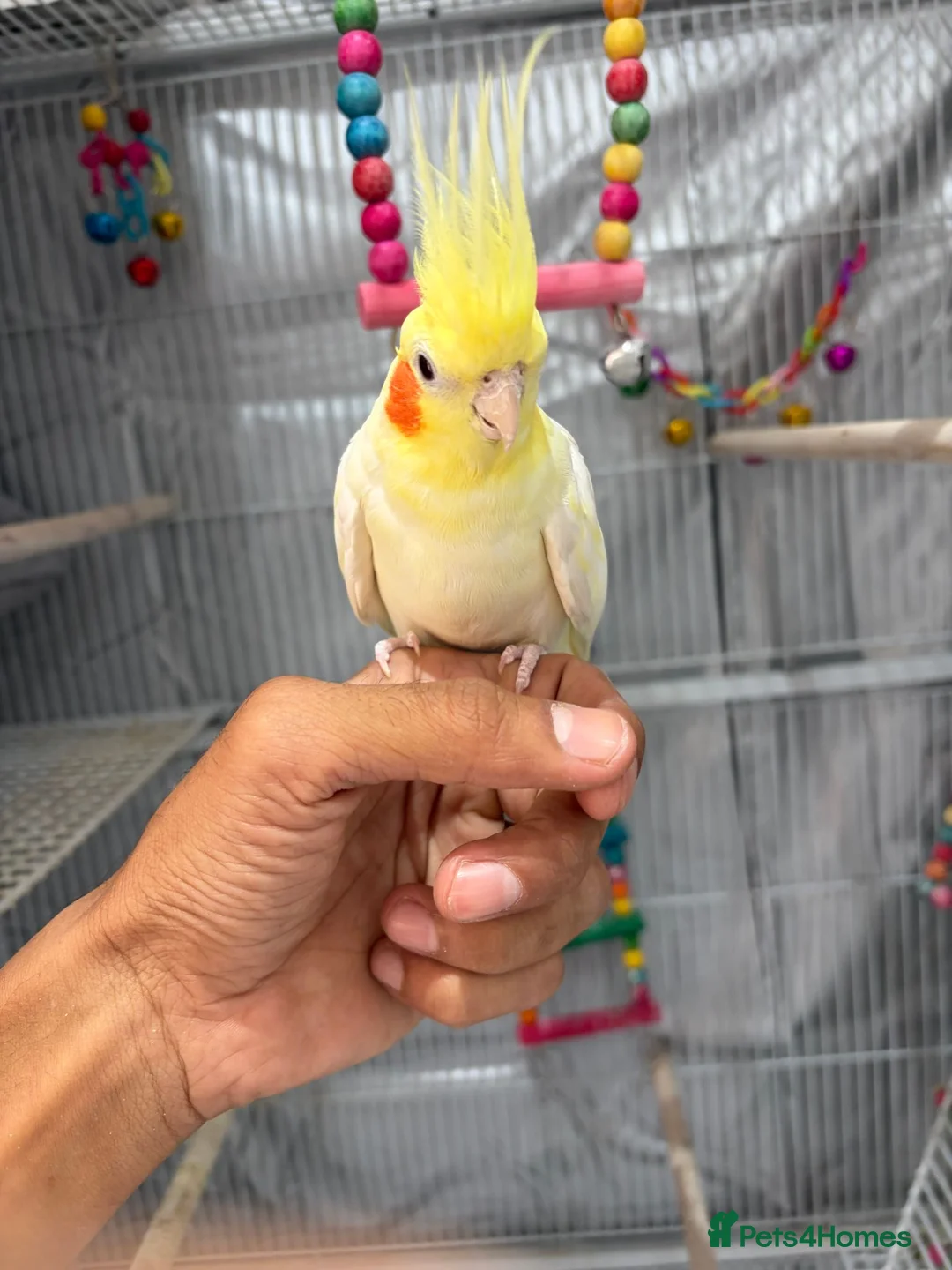 Cockatiels birds for sale: Beautiful Male hand tame cockatiel & huge cage in Bexleyheath - Advert 2