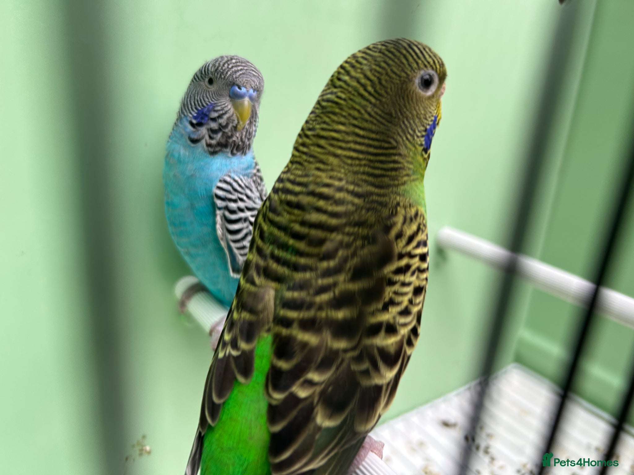 Budgerigars birds Black face with black wing split bf/bw pair  - Advert 21