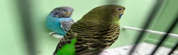 Budgerigars birds for sale: Black face with black wing split bf/bw pair  - Advert 1