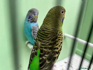 Budgerigars birds Black face with black wing split bf/bw pair - Advert 21