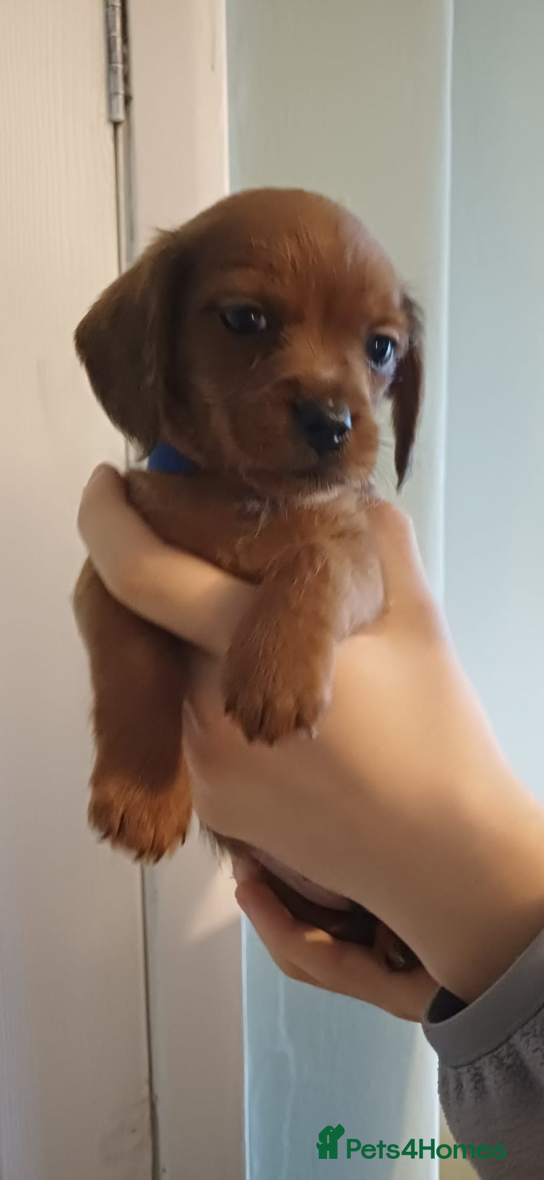 Mixed Breed dogs for sale: Beautiful schweenie babies - Image 6