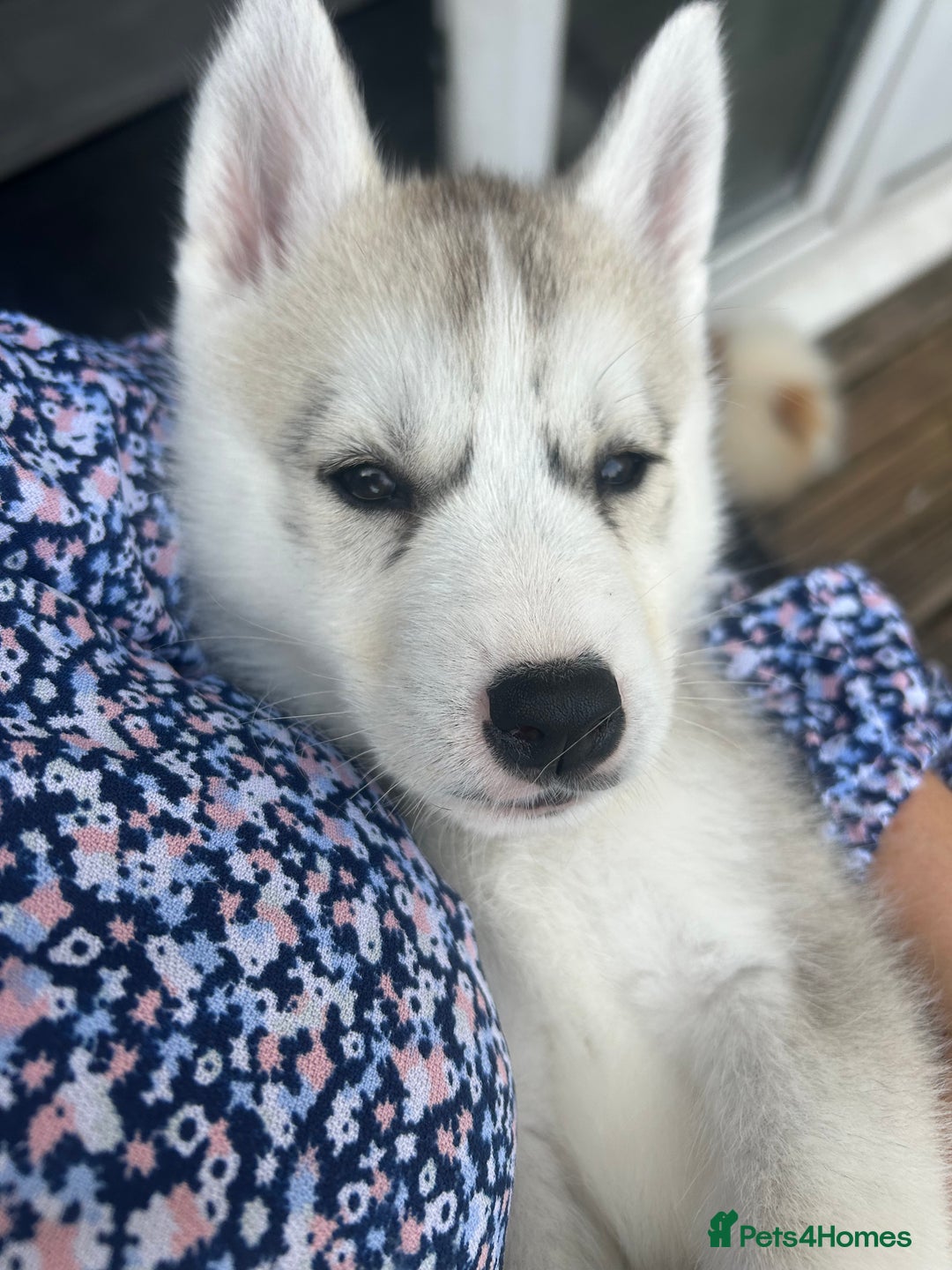 Siberian Husky dogs for sale: Full Pedigree Siberian Husky/Huskies puppies  in Blackpool - Image 12