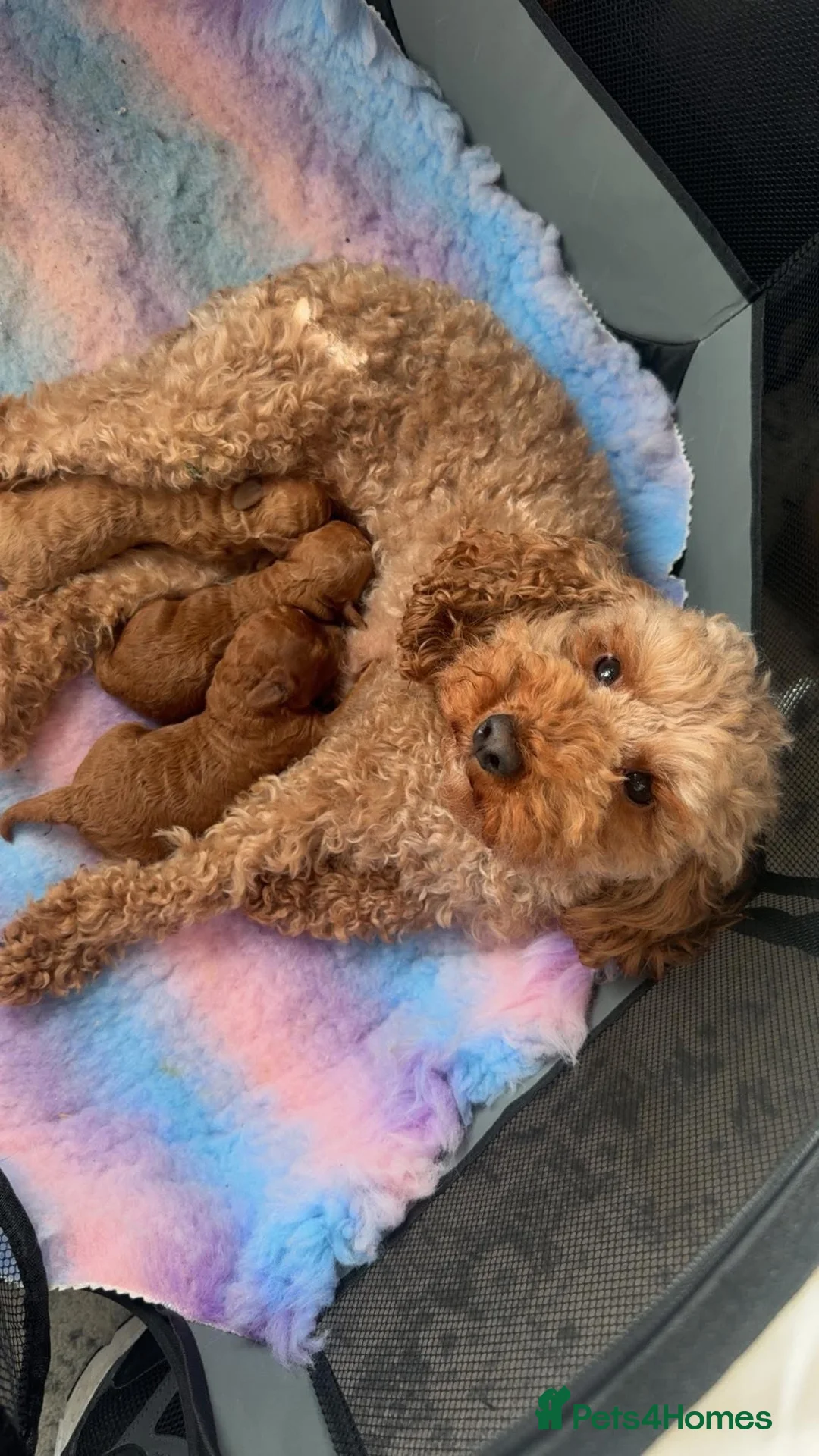 Cockapoo dogs for sale: Boy miniature cockapoo - Advert 2