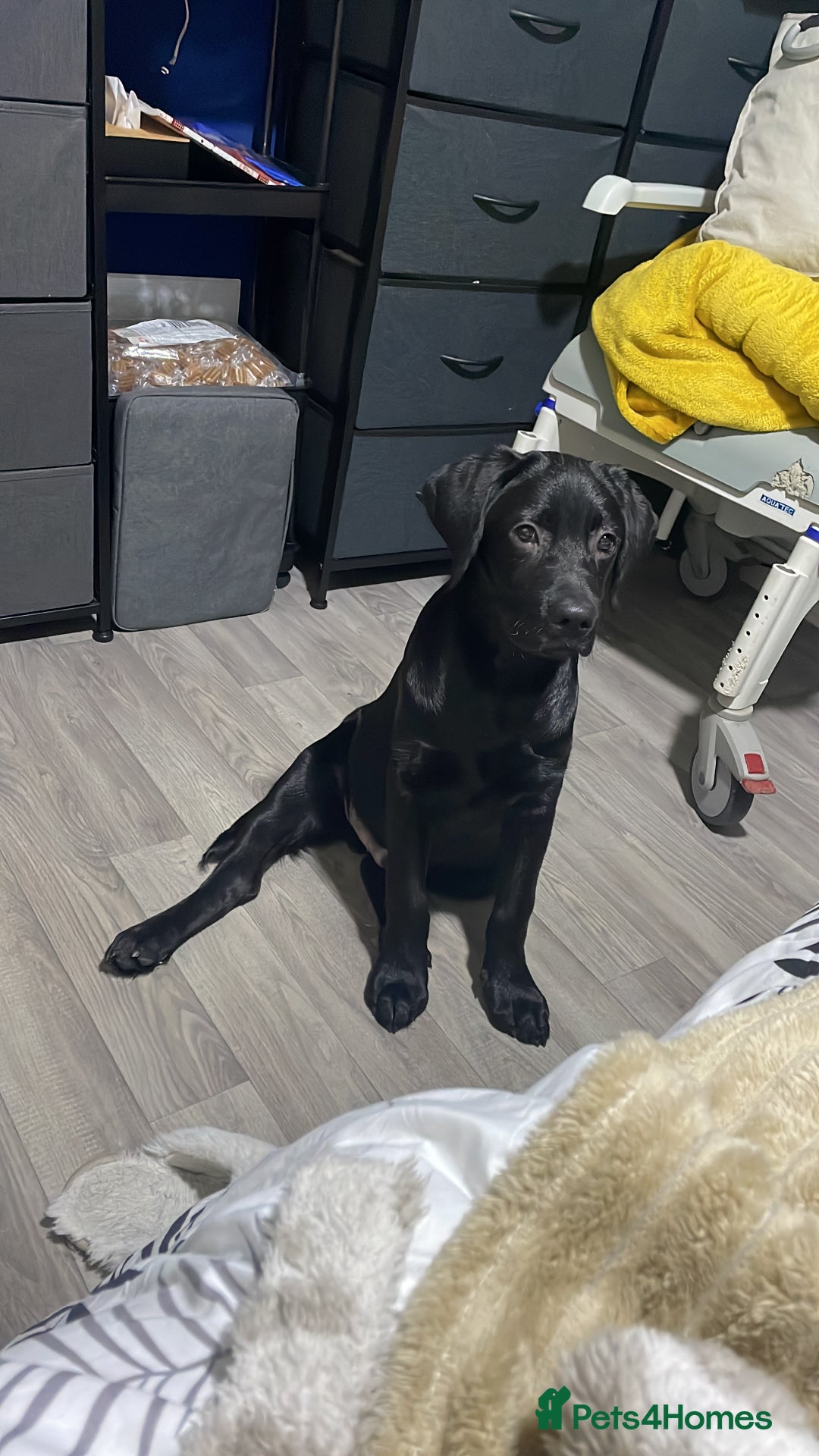 Labrador Retriever dogs for adoption: Black lab  - Advert 3