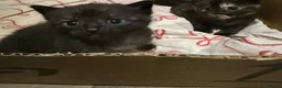 Mixed Breed cats for sale: 4 stunning kittens  - Advert 4