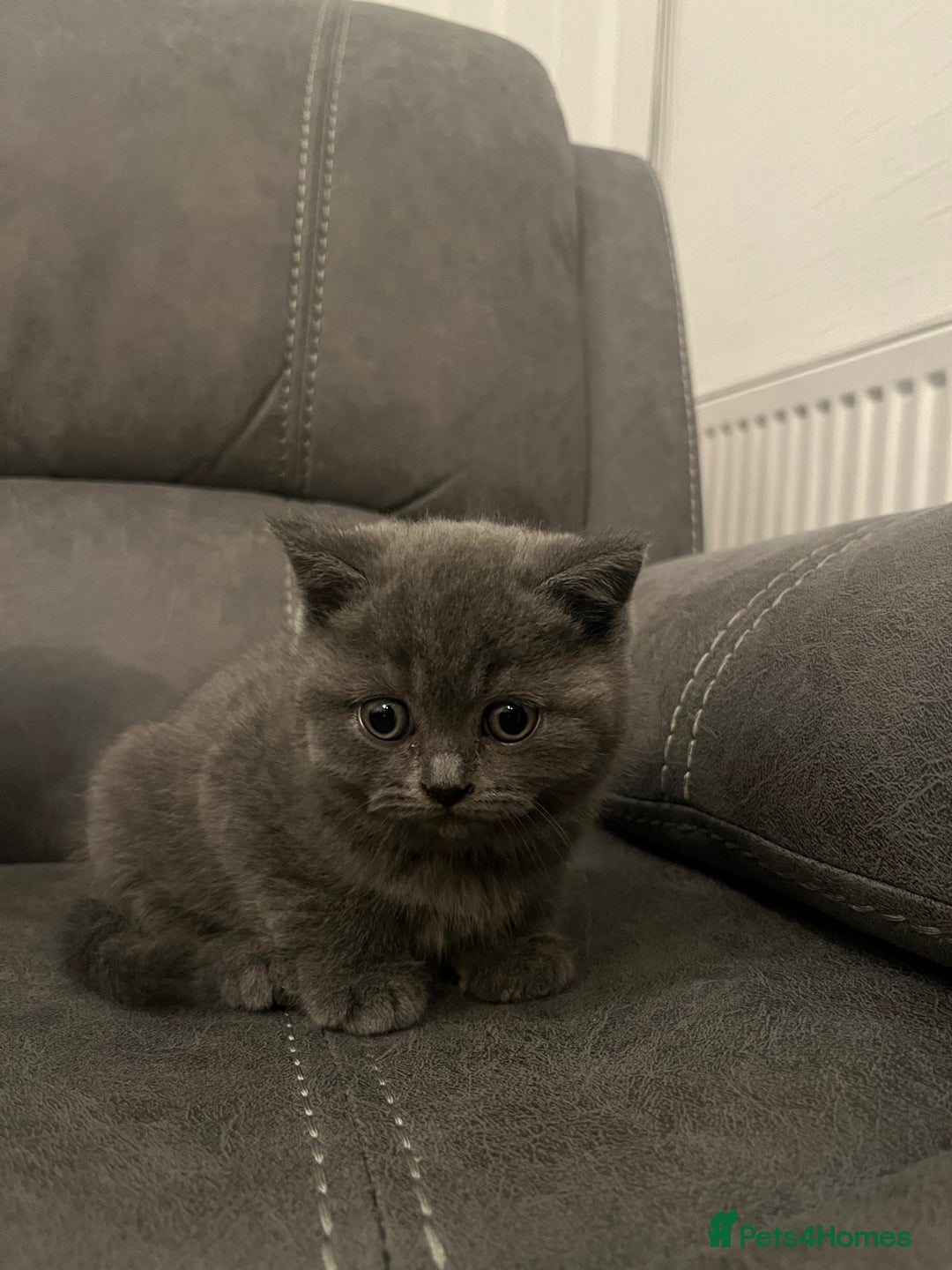 British Shorthair cats for sale: Pedigree BSH fluff balls  - Advert 11