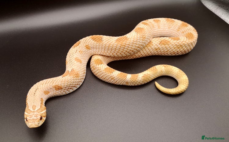 Snake reptiles - Advert 4
