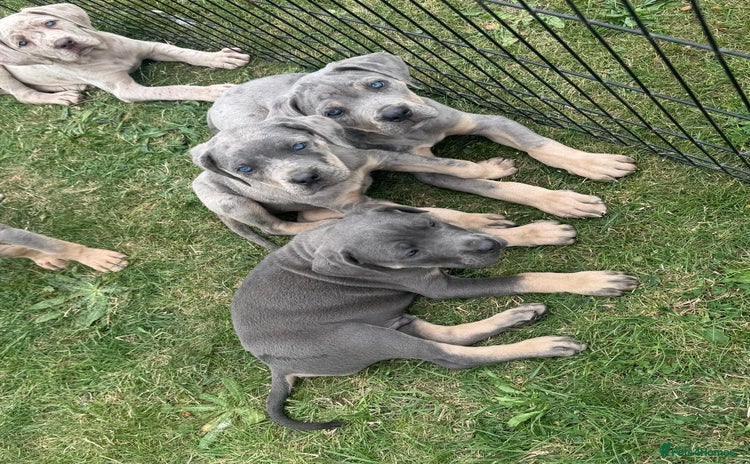 Cane Corso dogs - Advert 4
