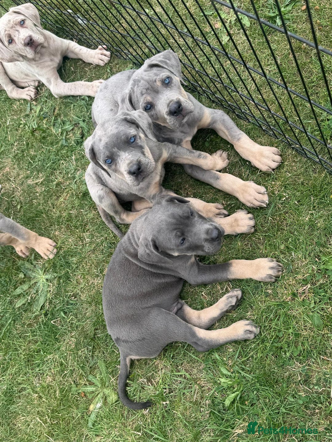 Cane Corso dogs for sale: Cane corso pups  - Image 1