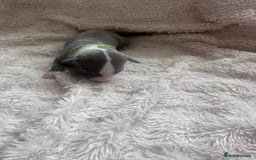 Whippet dogs for sale: Rare colours full pedigree KC Reg whippet pups  - Image 10
