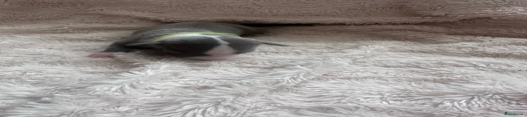 Whippet Puppy 6
