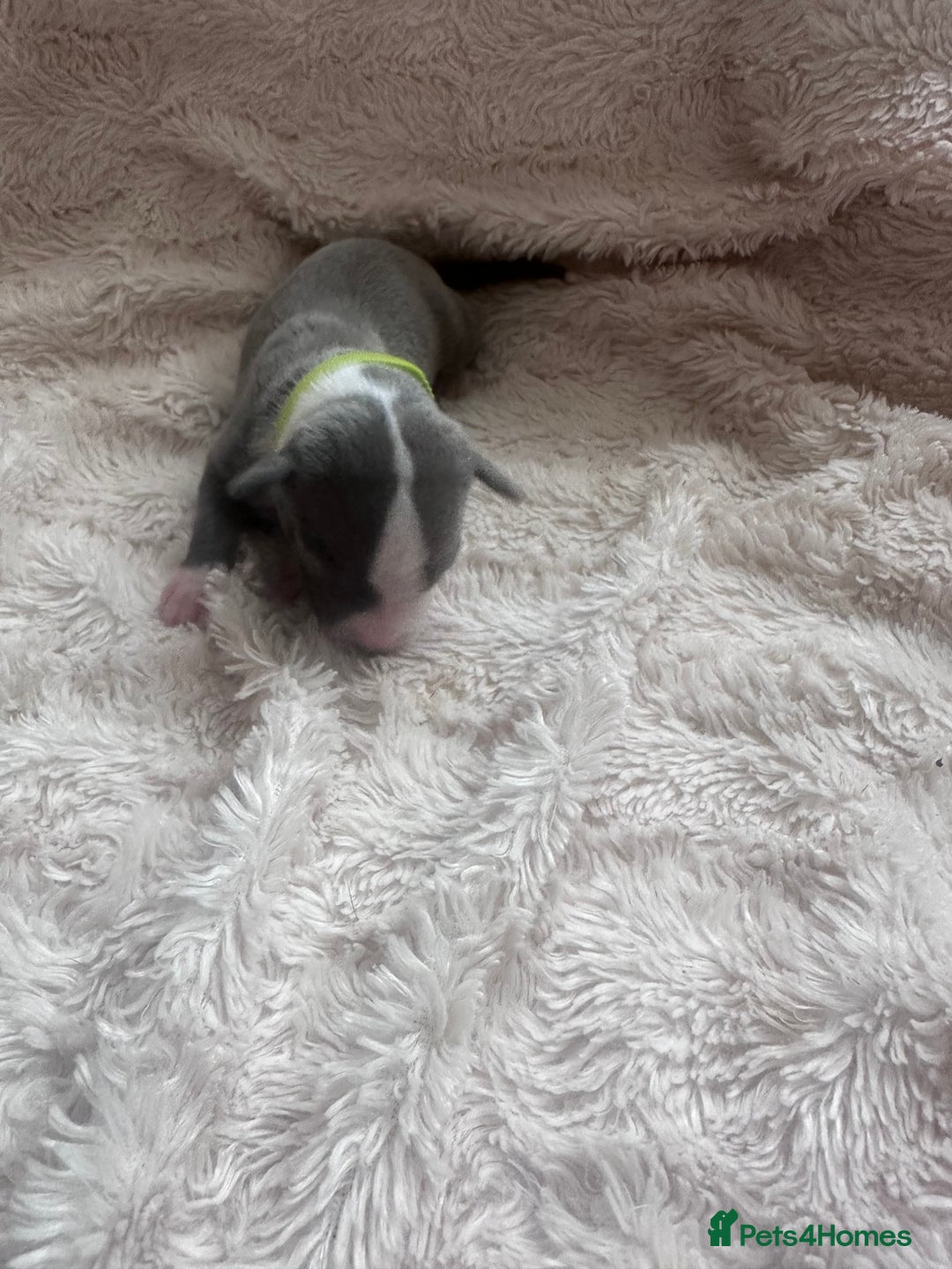 Whippet dogs for sale: Rare colours full pedigree KC Reg whippet pups  - Image 10