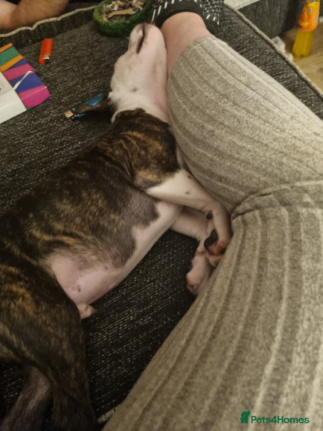 Staffordshire Bull Terrier dogs for sale: Staffy puppy  - Image 3