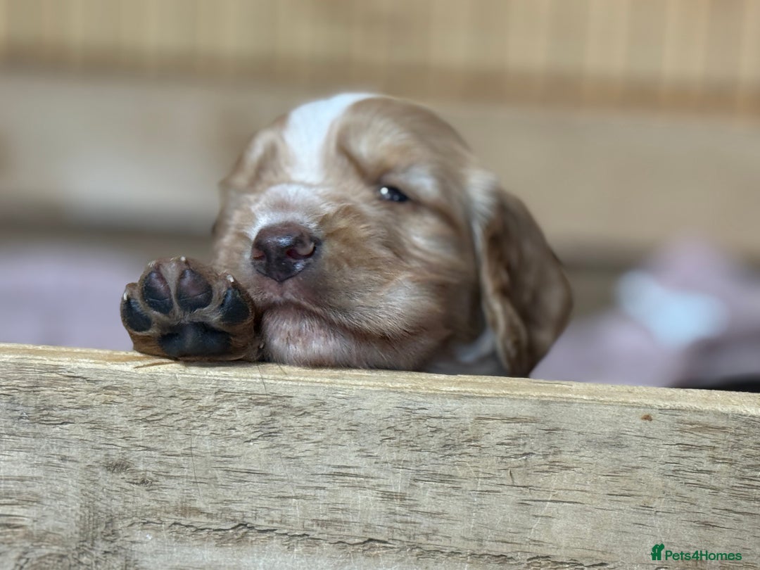 Cocker Spaniel dogs for sale: Cracking Pedigree Family Cocker Spaniel Puppys - Image 5
