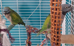 Parakeets birds for sale: Derbyan Parakeets for sale - Image 10