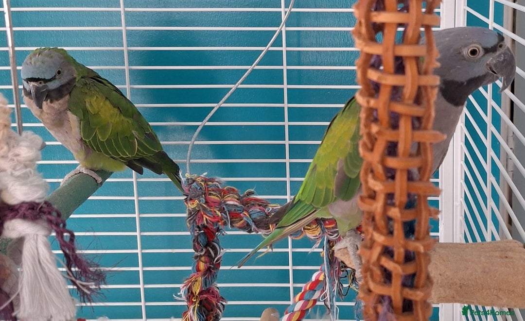 Parakeets birds for sale: Derbyan Parakeets for sale - Image 10