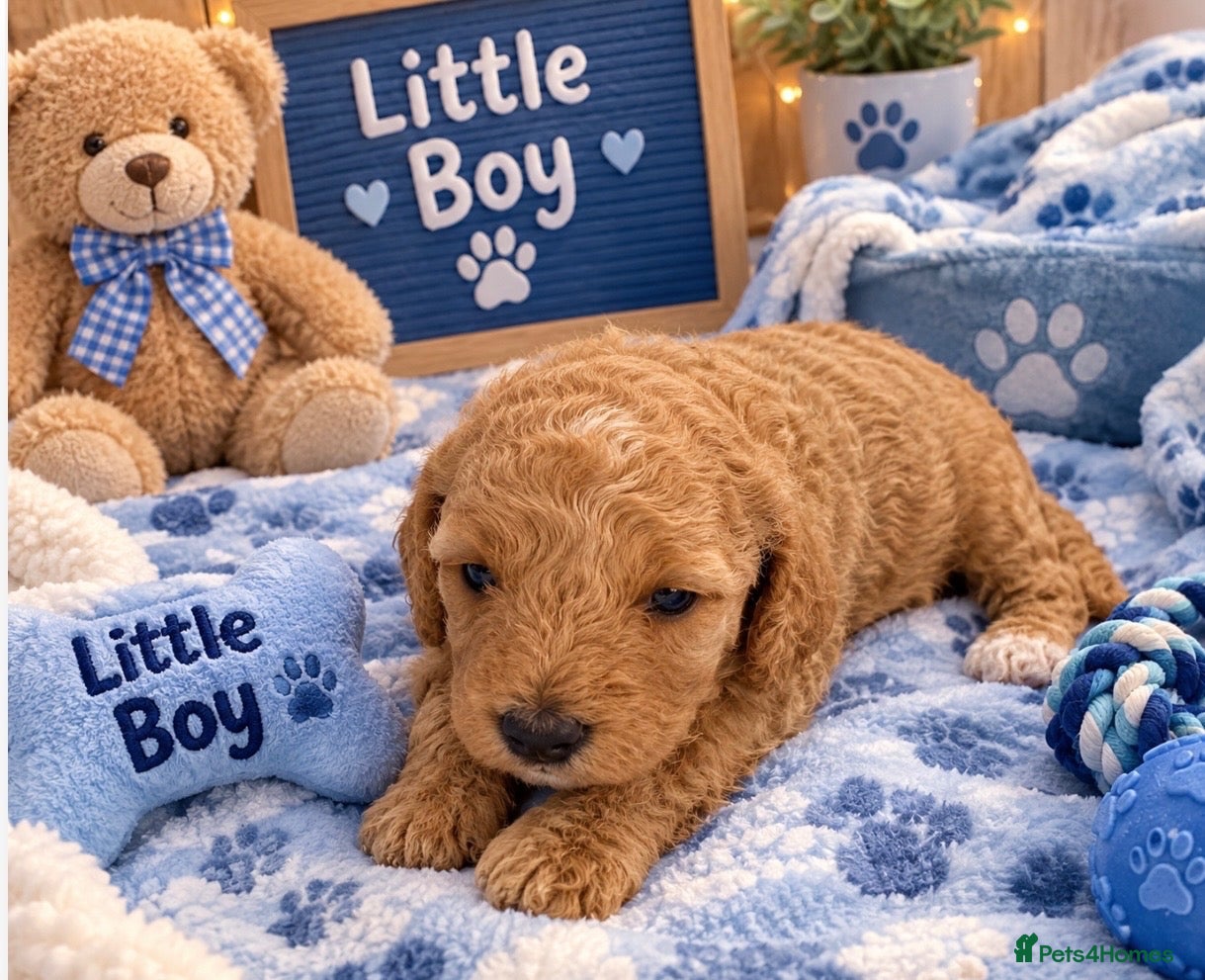 Cockapoo dogs Beautiful f2b cockerpoos - Advert 18