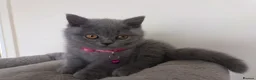 British Shorthair cats for sale: Ready to go. Gccf registered blue BSH kittens - Advert 10