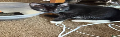 Kitten 1