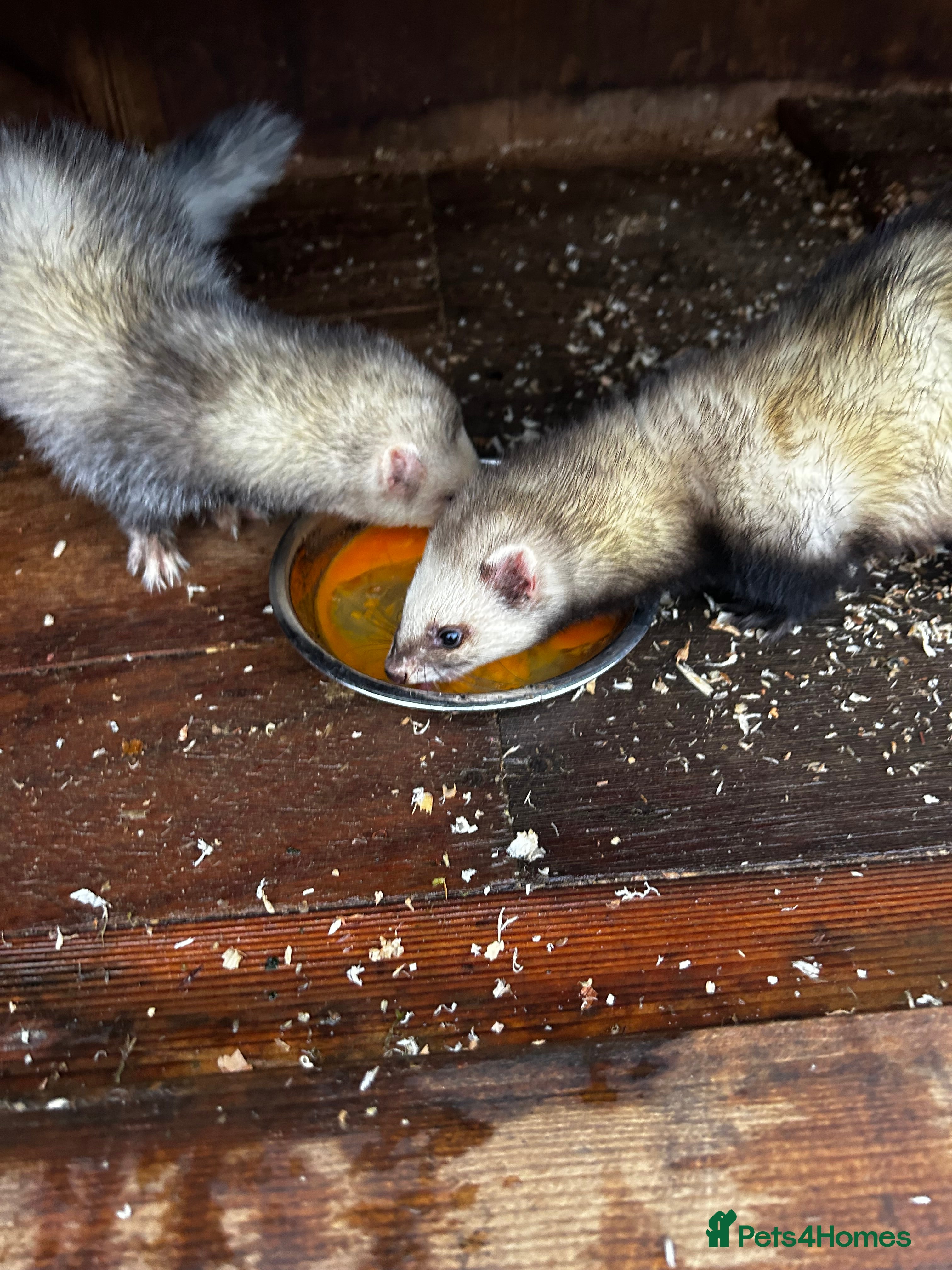 Ferret rodents Two female Ferrets - Advert 1