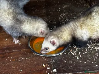 Ferret rodents Two female Ferrets - Advert 1