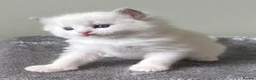 Ragdoll cats for sale: Outstanding TICA reg Ragdoll Male Deep Blue Eyes. - Advert 16