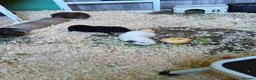 Guinea Pig rodents for sale: Male guineas in Hull - Advert 3