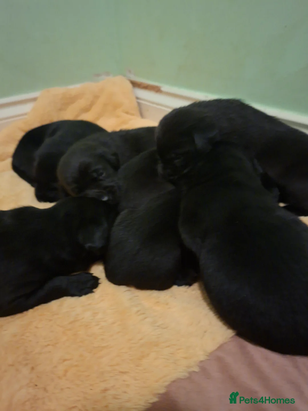 Labrador Retriever dogs for sale: KC reg black labrador  - Advert 17