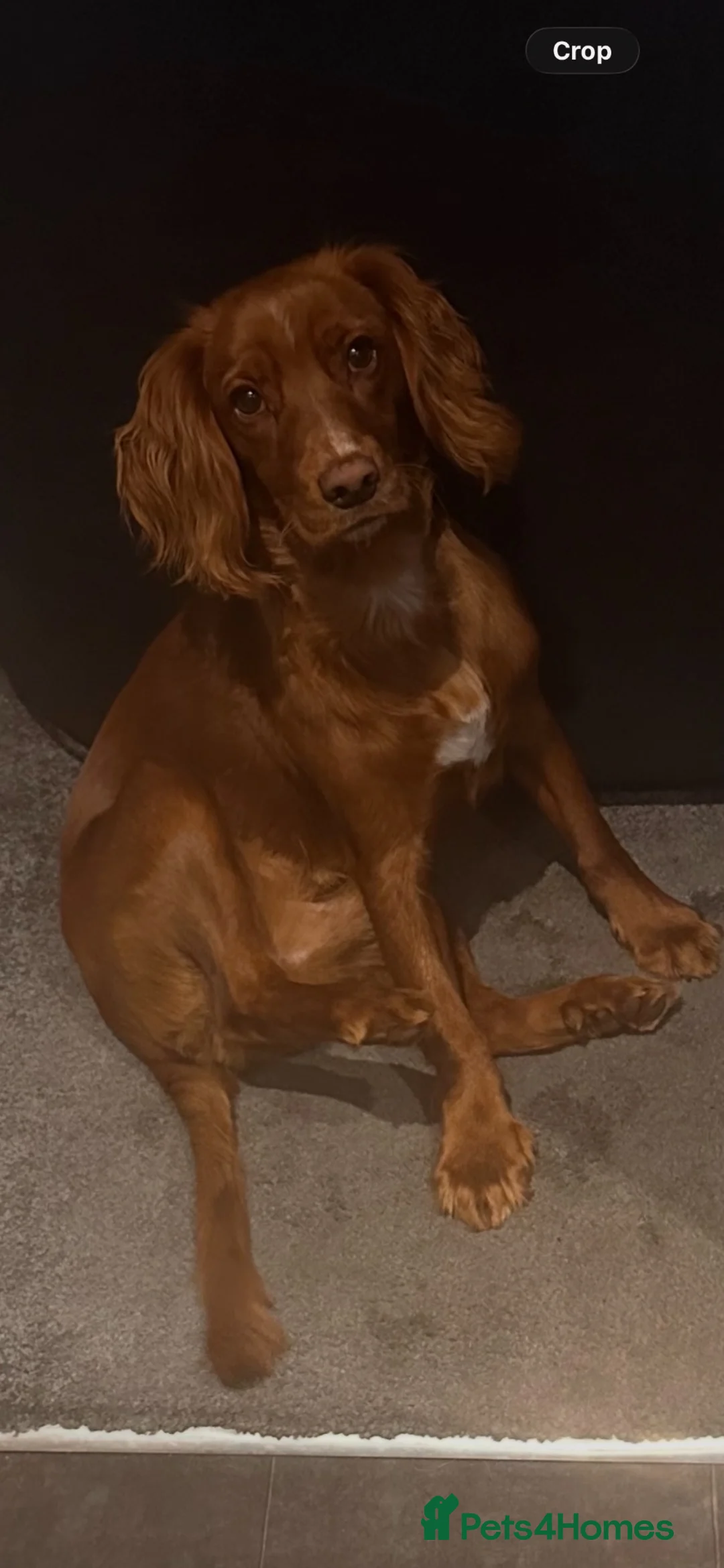 Cocker Spaniel dogs for stud: Red Working spaniel   - Advert 1