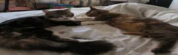 Norwegian Forest Cat cats for sale: Gorgeous Norwegian Forest kitten - Advert 7