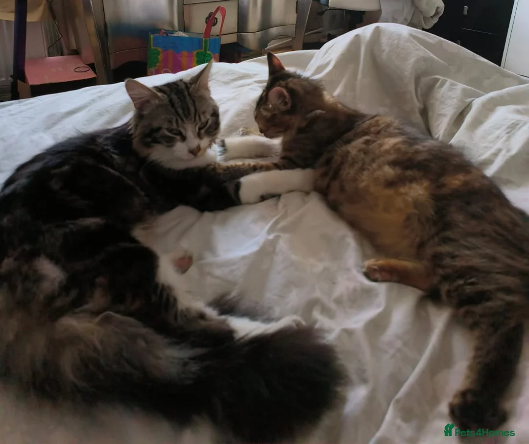Norwegian Forest Cat cats for sale: Gorgeous Norwegian Forest kitten - Advert 7